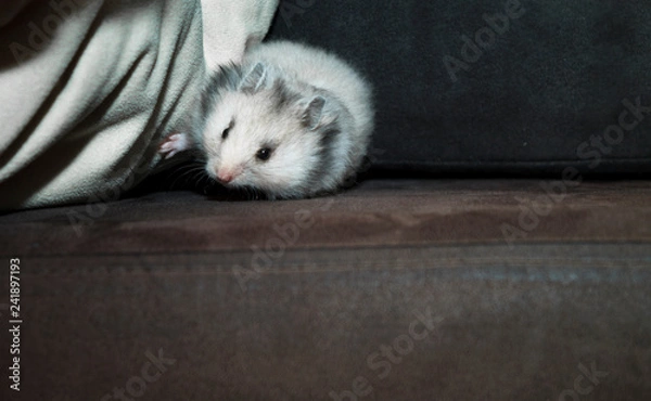 Fototapeta Djungarian hamster or Siberian dwarf on a black background. Latin name Phodopus sungorus. Concept most 