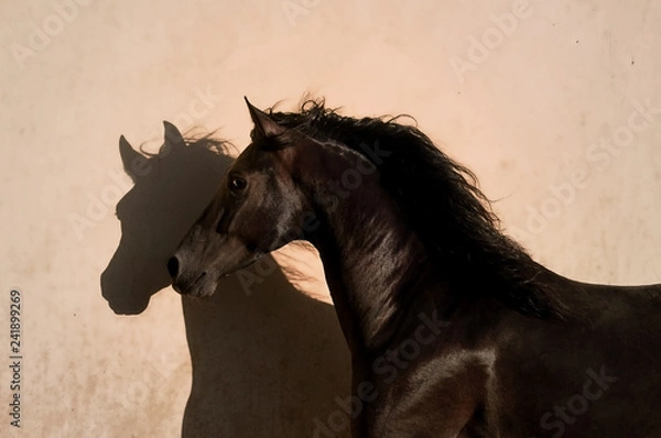 Obraz black horse power