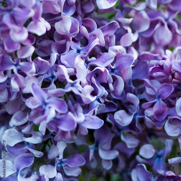 Obraz Natural lilac background.