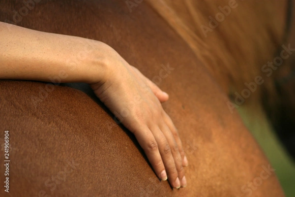 Obraz hand on horse