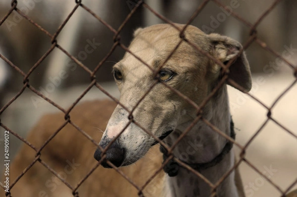 Obraz greyhound in a cage