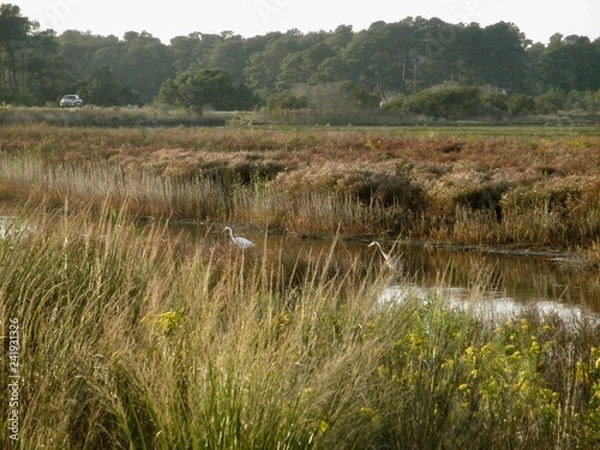 Fototapeta OLYMPUS DIGITAL CAMERA