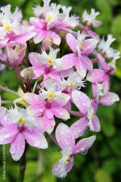Fototapeta épidendrum