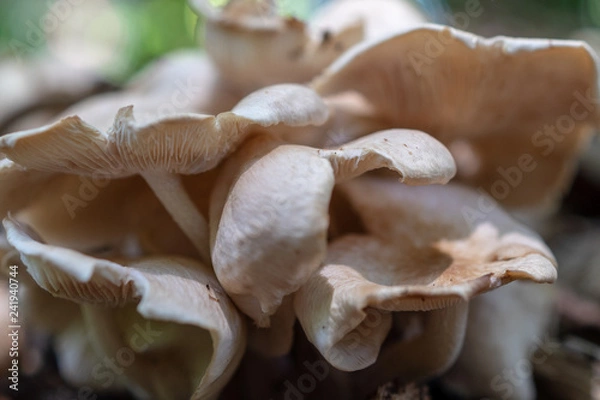 Fototapeta A cluster of fungi compete for the best spot