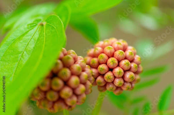 Fototapeta Red Head Powder Puff