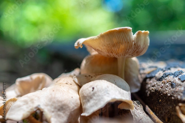 Fototapeta A cluster of fungi compete for the best spot
