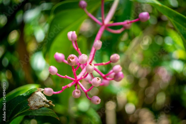 Fototapeta Pink flower stem reaches out to entice.