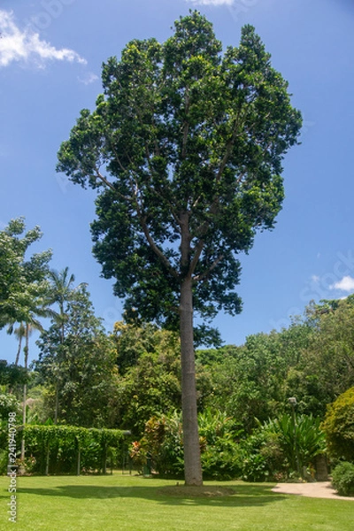 Fototapeta A tree dominates the view in these gardens.