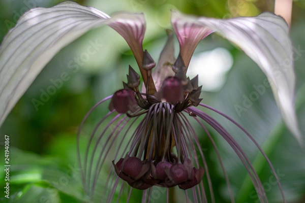 Fototapeta A flower takes on an alien-like appearance.