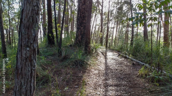 Fototapeta Light filters through the trees on a woodland trail.