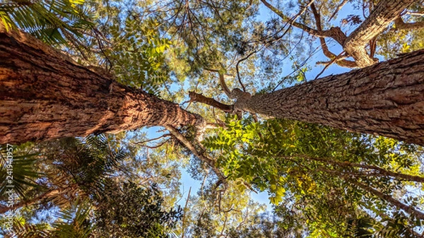 Fototapeta Twin trunks support a towering canopy.