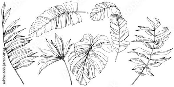 Obraz Vector Exotic tropical hawaiian summer. Black and white engraved ink art. Isolated leaf illustration element.