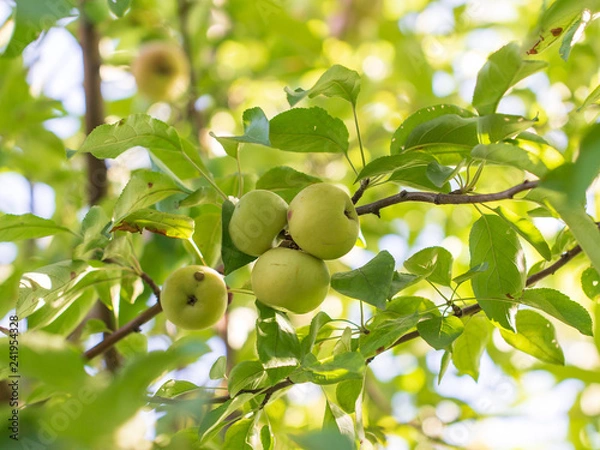 Fototapeta Ripe apples on the branches of a tree