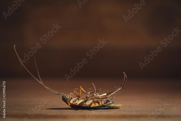 Fototapeta Dead cockroach on abstract blur background with copy space