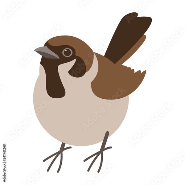 Obraz sparrow bird , vector illustration , flat style , front 
