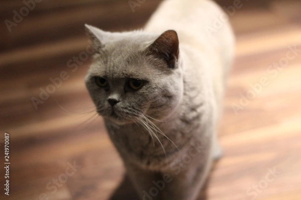 Fototapeta Serious cat 