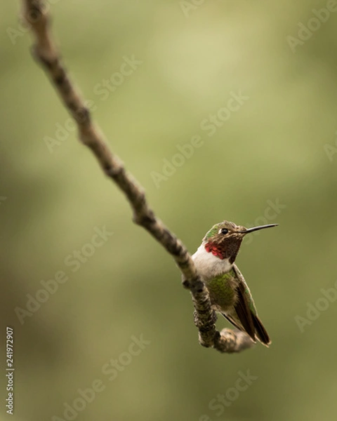 Obraz Hummingbird