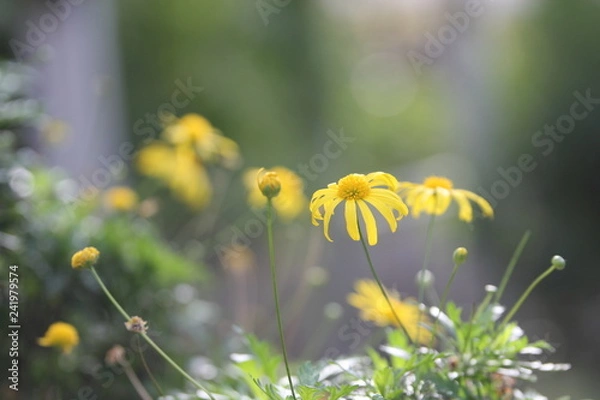 Obraz botanic gardens