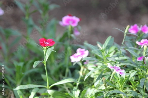 Obraz botanic gardens