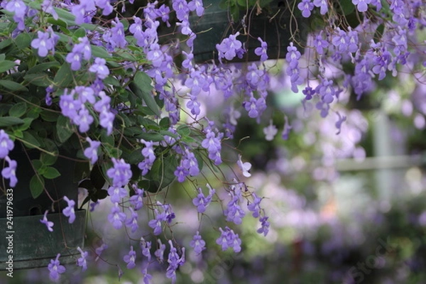 Obraz botanic gardens