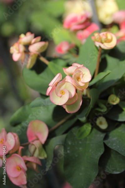 Obraz botanic gardens