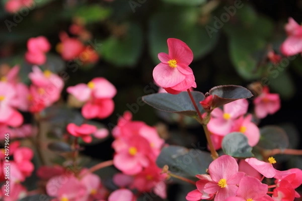 Obraz botanic gardens