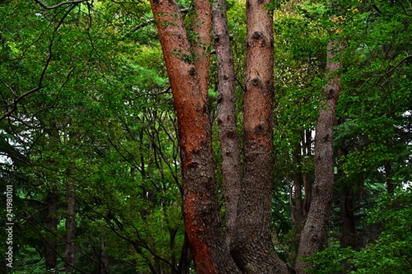 Obraz tree in forest