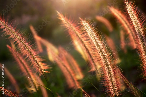 Fototapeta Fluffy flowers with golden sunshine in the evening.Soft bouquet is leaning towards the wind.Background or wallpapers for postcard design that the media represent love, nostalgia