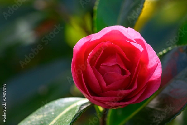 Obraz pink rose