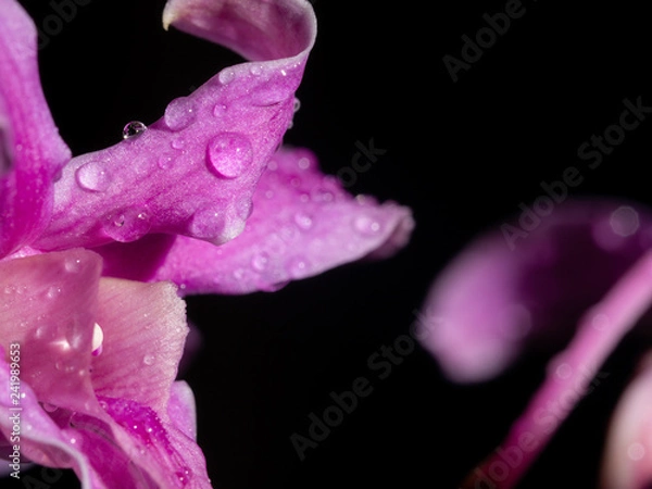 Obraz Pink Orchid sharp