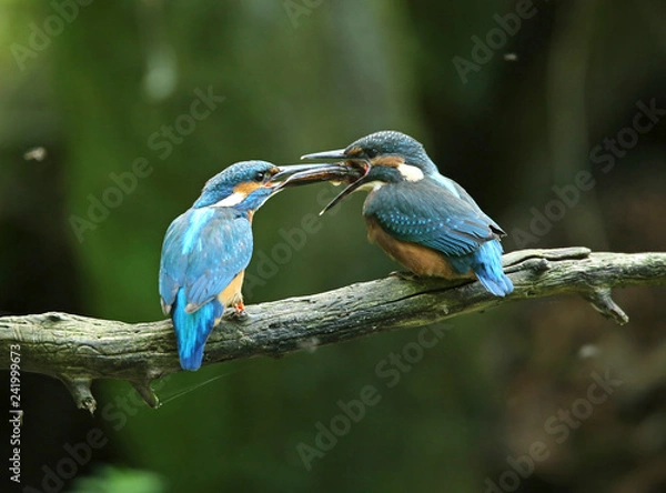 Fototapeta Martin-pêcheur
