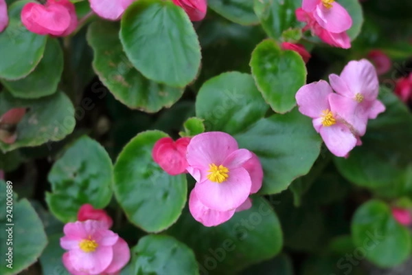 Fototapeta ベゴニア