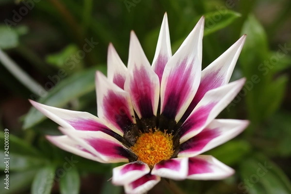 Fototapeta ガザニア