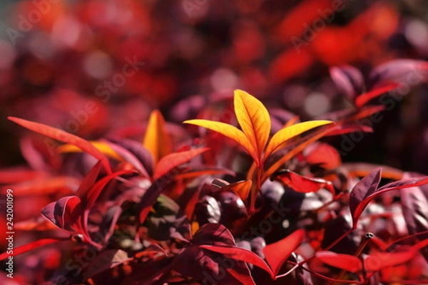 Fototapeta オタフクナンテンの新芽
