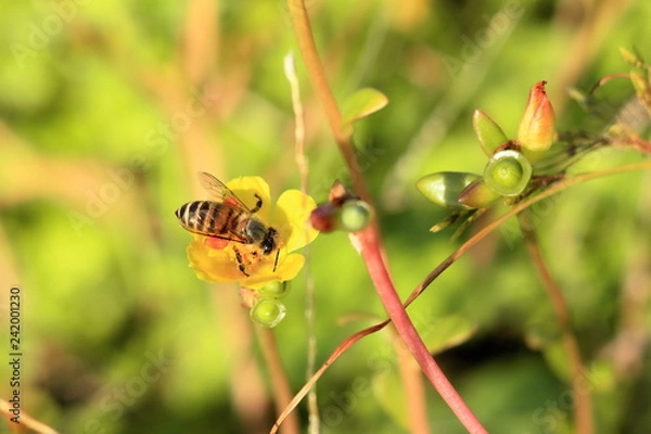 Fototapeta ミツバチ