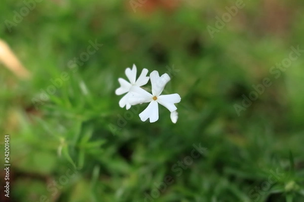 Fototapeta 白い小さな花