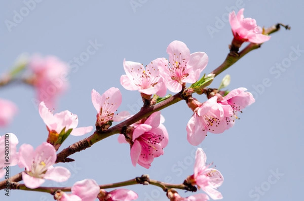 Obraz beautiful peach blossom