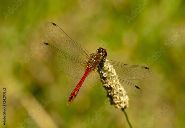 Fototapeta dragonfly