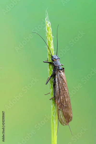 Obraz The Plecoptera commonly known as stoneflies