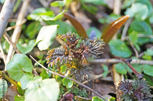 Fototapeta Sprouts of young nettle on a sunny spring meadow in green grass