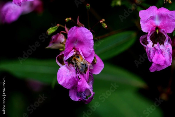 Obraz Hummel in der Blume
