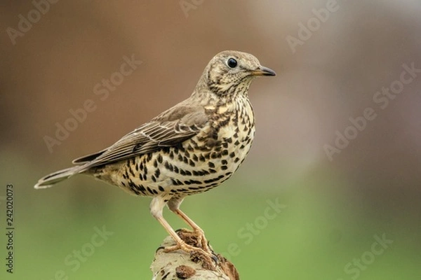 Fototapeta Mistle Thrush on a tree