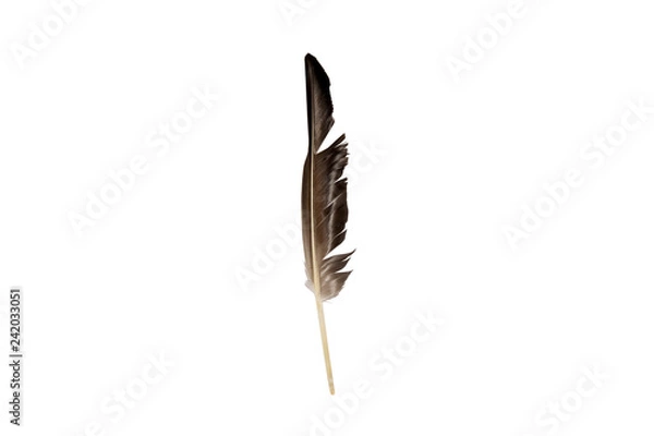 Fototapeta gray quill feather background isolate