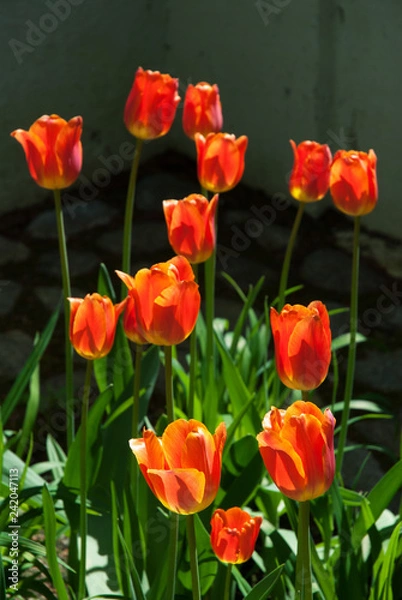 Obraz Bright colored tulips in the garden in springtime.