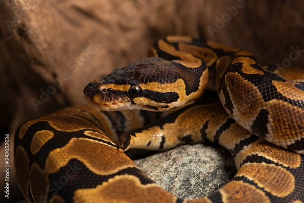 Obraz wężowy pyton kulkowy