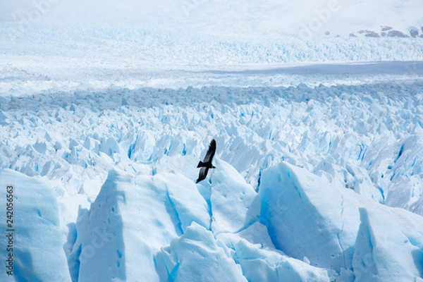 Obraz Condor over the glacier