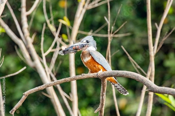 Obraz Kingfisher's success