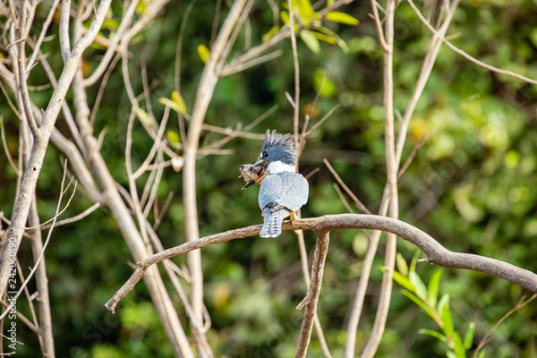 Obraz Kingfisher with a catch