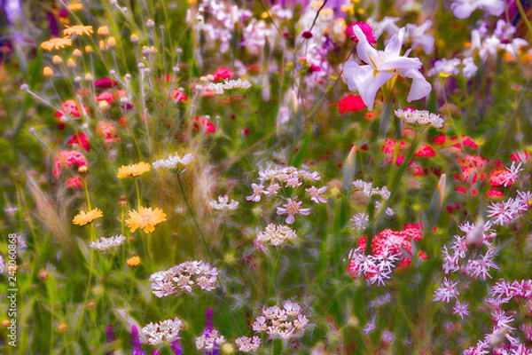 Obraz Wild flower meadow