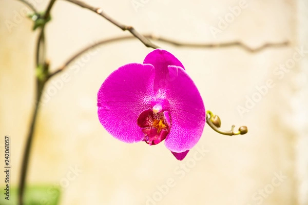 Obraz Orchid